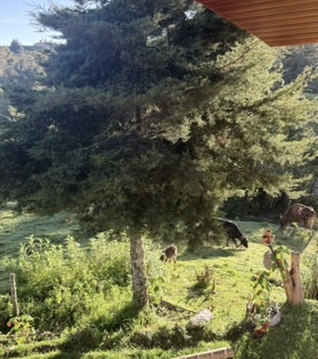 Vista desde el corredor de la finca hacia el potrero con ganado pastando bajo un árbol grande